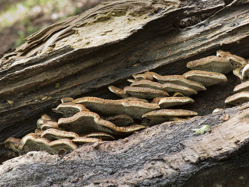 Inonotus cuticularis